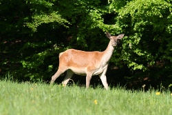 Fauna Pienin i Gminy Czorsztyn