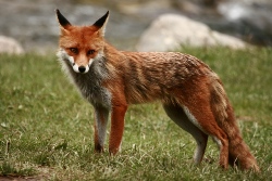 Fauna Pienin i Gminy Czorsztyn